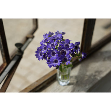 Sony a7 III Mirrorless Camera + 50mm F1.8 Prime Lens + Deco Gear Case & Flash Bundle