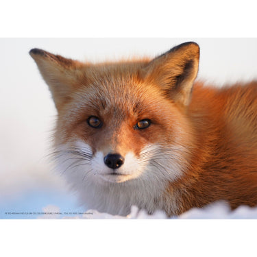 Sony a7 III Mirrorless Camera + 28-70mm Lens + DJI Ronin-SC Gimbal Filmmaker's Kit