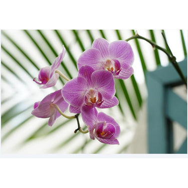 Sony 18-105mm F/4 E PZ OSS Zoom G Lens Kit for Mirrorless Cameras Stabilizer Bundle