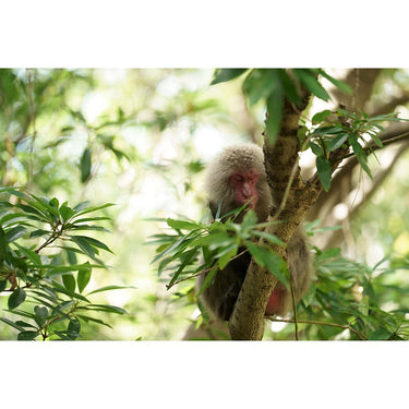 Tamron 70-180mm F2.8 Di III VXD Lens for Full Frame & APS-C Sony Camera Open Box