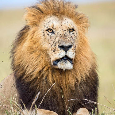 Tamron SP 150-600mm F5-6.3 Di VC USD G2 Lens for Nikon F-Mount DSLR Camera FX DX Bundle