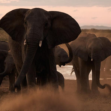 Tamron SP 150-600mm F5-6.3 Di VC USD G2 Lens for Nikon F-Mount DSLR Camera FX DX Bundle