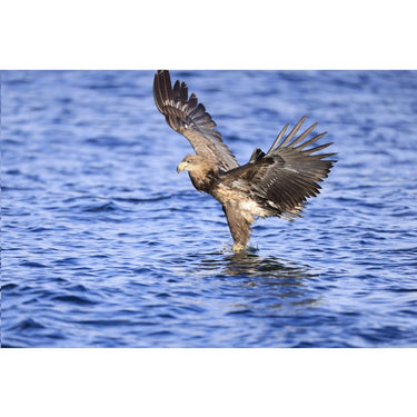 Canon RF 600mm F4 L IS USM Full Frame Super Telephoto Lens for RF Mount 5054C002