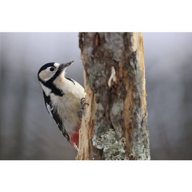 Canon RF 600mm F4 L IS USM Full Frame Super Telephoto Lens for RF Mount 5054C002