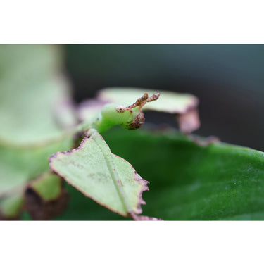 Canon RF 100mm F2.8 L MACRO IS USM Full Frame Medium Telephoto AF Lens 4514C002 Bundle