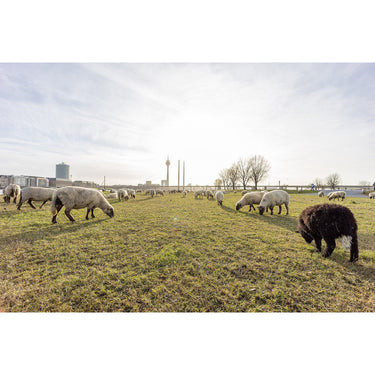 ROKINON 14mm F2.8 AF Full Frame Lens for Canon RF Mirrorless Cameras IO14AF-RF Bundle