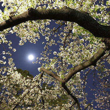 Canon RF 14-35mm f/4 L IS USM Ultra Wide Zoom Full Frame Lens for RF Mount 4857C002