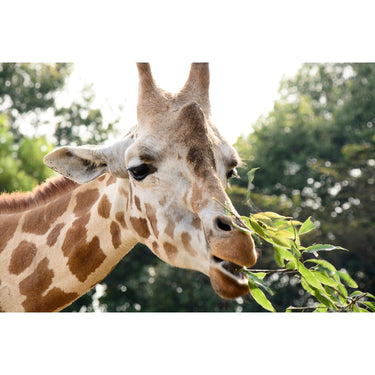 Tamron 18-200mm F3.5-6.3 Di II VC Lens Kit Bundle for Canon EF Mount DSLR Cameras B018