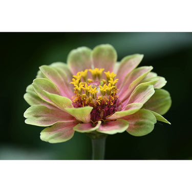 Nikon NIKKOR Z DX 18-140mm f/3.5-6.3 VR Zoom Lens for Z-Mount Mirrorless Cameras 20104