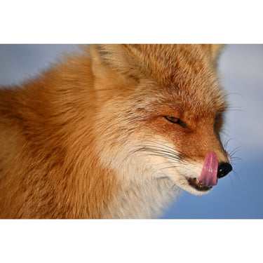 Nikon NIKKOR Z 400mm f/4.5 VR S Telephoto Lens for Z Mount Mirrorless Cameras 20112