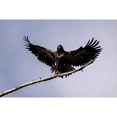 Nikon NIKKOR Z 400mm f/4.5 VR S Telephoto Lens for Z Mount Mirrorless Cameras 20112