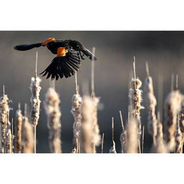 Nikon NIKKOR Z 400mm f/4.5 VR S Telephoto Lens for Z Mount Mirrorless Cameras 20112