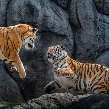 Tamron 50-400mm F4.5-6.3 Di III VC VXD Lens for Sony E-Mount Full Frame Cameras Bundle