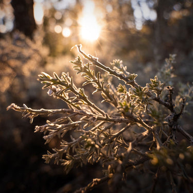 Tamron 11-20mm F/2.8 Di III-A RXD for FUJIFILM X APS-C Mirrorless Cameras (AFB060X-700)