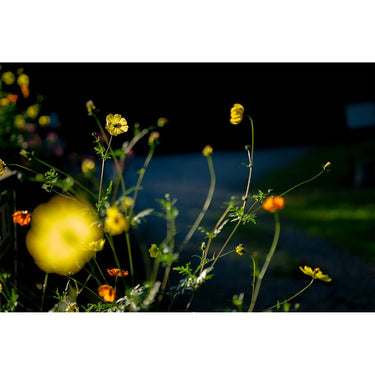 Sigma 56mm F1.4 DC DN C Contemporary Lens for Sony E-Mount (351965) - Open Box