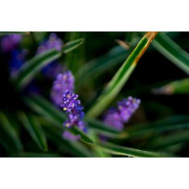 Sigma 56mm F1.4 DC DN C Contemporary Lens for Fujifilm X-Mount + Accessory Kit Bundle