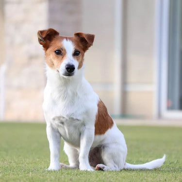 Canon EOS R50 Mirrorless Camera Black + 18-45mm IS STM Lens Kit Essential Bundle