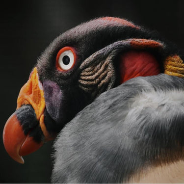 Canon EOS R7 Mirrorless Camera Content Creator Kit + 18-45mm Lens + Mic +Travel Bundle